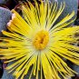 Pleiospilos Simulans aka Split Rock,  10 Seeds.