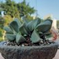 Pleiospilos Simulans aka Split Rock,  10 Seeds.