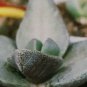 Pleiospilos Simulans aka Split Rock,  10 Seeds.