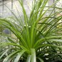 Puya Mirabilis is a type of bromeliad, 8 Seeds.