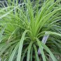 Puya Mirabilis is a type of bromeliad, 8 Seeds.