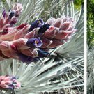 Puya Ferruginea is a type of bromeliad, 8 Seeds.