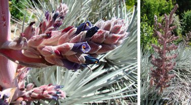 Puya Ferruginea is a type of bromeliad, 8 Seeds.