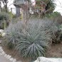 Puya Ferruginea is a type of bromeliad, 8 Seeds.