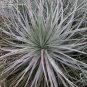 Puya Ferruginea is a type of bromeliad, 8 Seeds.