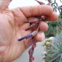 Puya Ferruginea is a type of bromeliad, 8 Seeds.