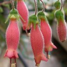 Sinningia Sellovii, 10 Seeds.