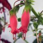 Sinningia Sellovii, 10 Seeds.