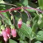 Sinningia Sellovii, 10 Seeds.