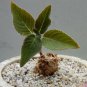 Sinningia Sellovii, 10 Seeds.