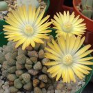 Titanopsis Primosii, 8 Seeds.