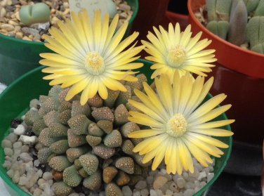 Titanopsis Primosii, 8 Seeds.