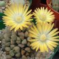 Titanopsis Primosii, 8 Seeds.