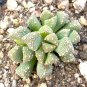 Titanopsis Primosii, 8 Seeds.