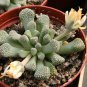 Titanopsis Primosii, 8 Seeds.