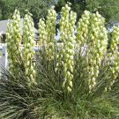 Yucca Angustifolia aka Soapweed Yucca or Toft Yucca, 25 Seeds
