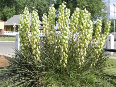 Yucca Angustifolia aka Soapweed Yucca or Toft Yucca, 25 Seeds