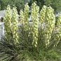 Yucca Angustifolia aka Soapweed Yucca or Toft Yucca, 25 Seeds