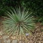 Yucca Angustifolia aka Soapweed Yucca or Toft Yucca, 25 Seeds