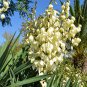 Yucca Angustifolia aka Soapweed Yucca or Toft Yucca, 25 Seeds