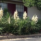 Yucca Filamentosa aka Adams Needle 5 Seeds
