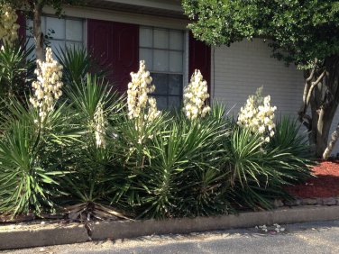 Yucca Filamentosa aka Adams Needle 5 Seeds