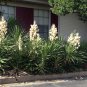 Yucca Filamentosa aka Adams Needle 5 Seeds