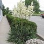 Yucca Filamentosa aka Adams Needle 5 Seeds