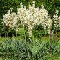 Yucca Filamentosa aka Adams Needle 5 Seeds