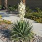 Yucca Filamentosa aka Adams Needle 5 Seeds
