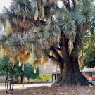 Yucca Filifera aka Mexican Tree,   5 Seeds