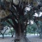 Yucca Filifera aka Mexican Tree,   5 Seeds