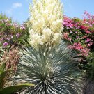 Yucca Rostrata aka Beaked Yucca 5 Seeds.