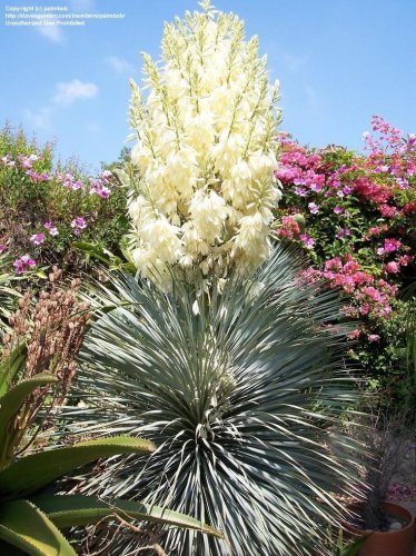 Yucca Rostrata aka Beaked Yucca 5 Seeds.