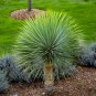 Yucca Rostrata aka Beaked Yucca 5 Seeds.
