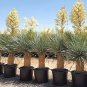 Yucca Rostrata aka Beaked Yucca 5 Seeds.