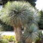 Yucca Rostrata aka Beaked Yucca 5 Seeds.