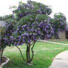 Sophora Secundiflora aka Texas Mountain Laurel, 10 Seeds Sophora Secundiflora aka Texas Mountain Laurel, 10 Seeds