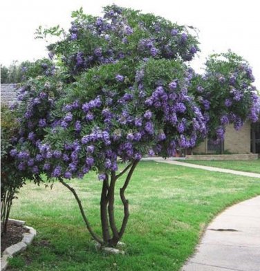 Sophora Secundiflora aka Texas Mountain Laurel,  10 Seeds