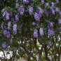 Sophora Secundiflora aka Texas Mountain Laurel,  10 Seeds