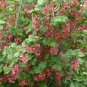 Ribes Montigenum aka Mountain Gooseberry 5 Seeds.