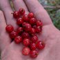Ribes Montigenum aka Mountain Gooseberry 5 Seeds.