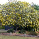 Acacia Podalyrifolia aka Queensland Silver Wattle 5 Seeds Acacia Podalyrifolia aka Queensland Silver Wattle 5 Seeds
