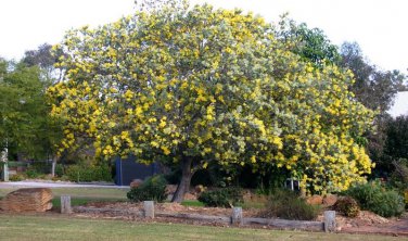 Acacia Podalyrifolia aka Queensland Silver Wattle 5 Seeds
