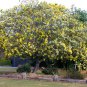 Acacia Podalyrifolia aka Queensland Silver Wattle 5 Seeds