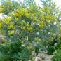 Acacia Podalyrifolia aka Queensland Silver Wattle 5 Seeds