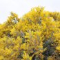 Acacia Podalyrifolia aka Queensland Silver Wattle 5 Seeds