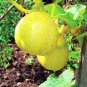 Lemon cucumber, Cucumis sativus You will get 30 Seeds