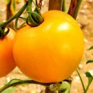 Golden Jubilee Tomato, Lycopersicon esculentum.  50 Seeds  Free Shipping!