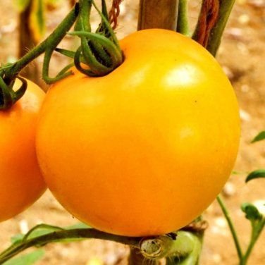 Golden Jubilee Tomato, Lycopersicon esculentum.  50 Seeds  Free Shipping!
